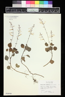 Plectranthus oertendahlii image