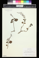 Plectranthus apreptus image