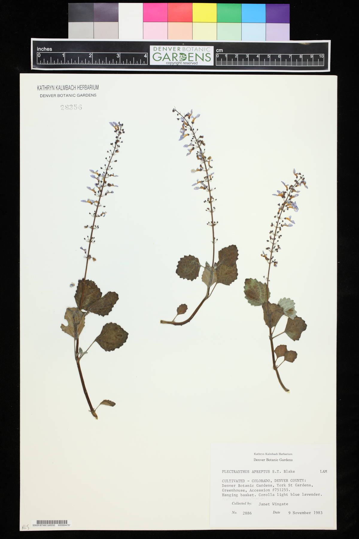 Plectranthus apreptus image