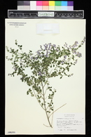 Prostanthera rotundifolia image