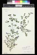 Prostanthera rotundifolia image