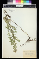 Pycnanthemum flexuosum image