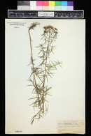 Pycnanthemum flexuosum image