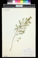 Pycnanthemum tenuifolium image