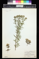 Pycnanthemum virginianum image