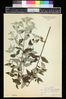 Pycnanthemum pycnanthemoides image