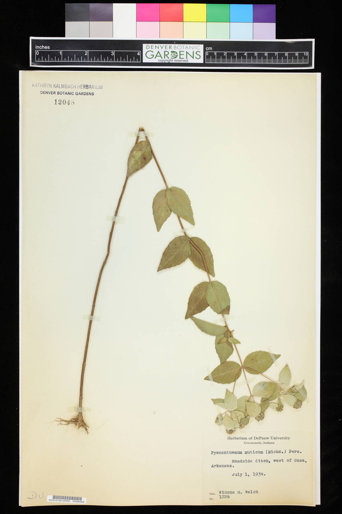 Pycnanthemum muticum image