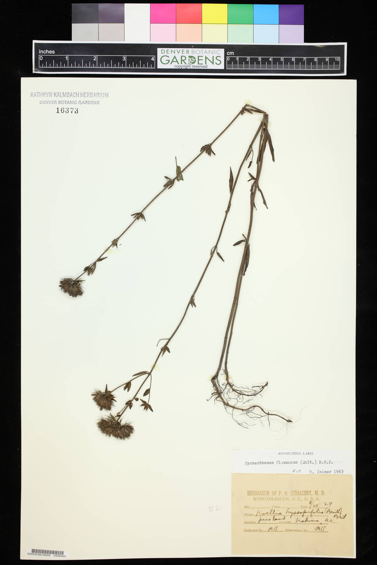 Pycnanthemum flexuosum image