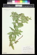 Pycnanthemum muticum image