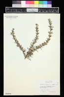 Rosmarinus officinalis image