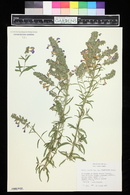 Salvia azurea image