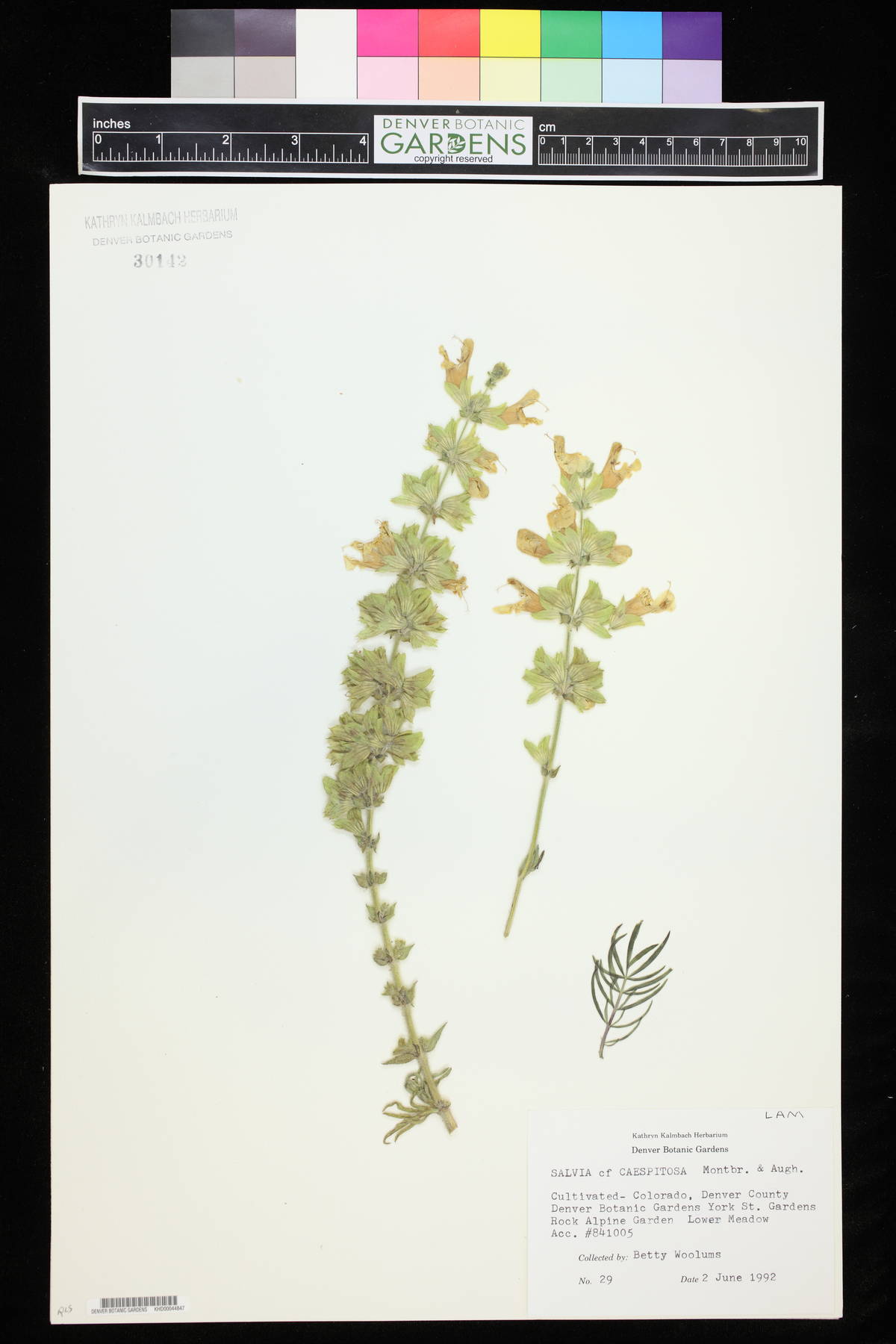 Salvia caespitosa image