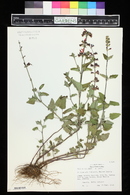 Salvia coccinea image