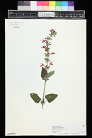 Salvia coccinea image