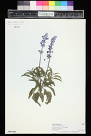 Salvia farinacea image