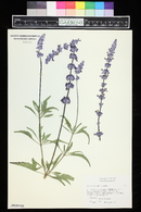 Salvia farinacea image