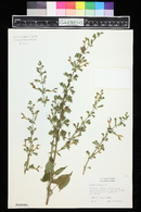 Salvia glutinosa image