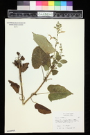 Salvia glutinosa image