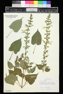 Salvia glutinosa image