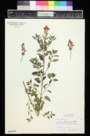 Salvia greggii image