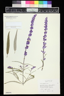 Salvia leucantha image