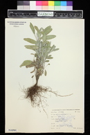 Salvia officinalis image