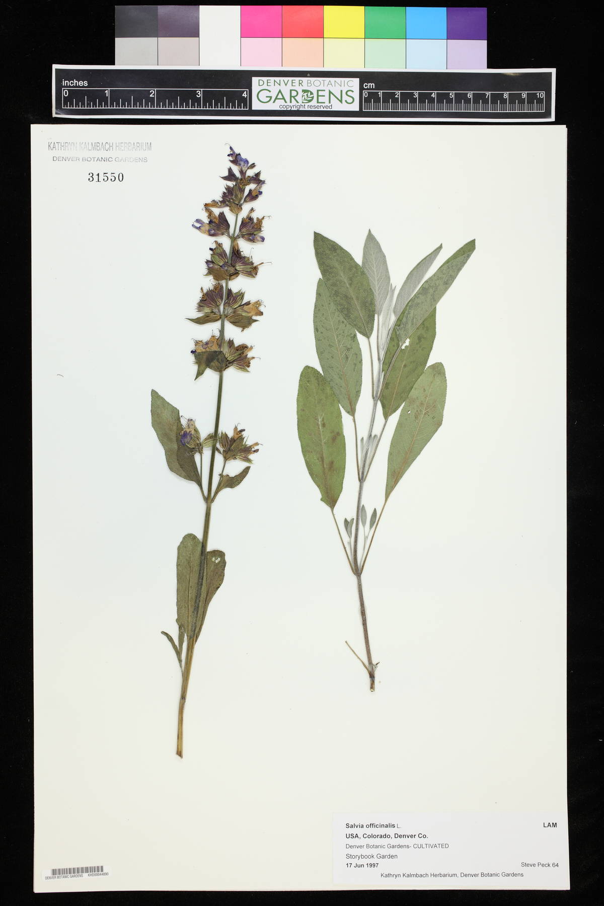 Salvia officinalis image