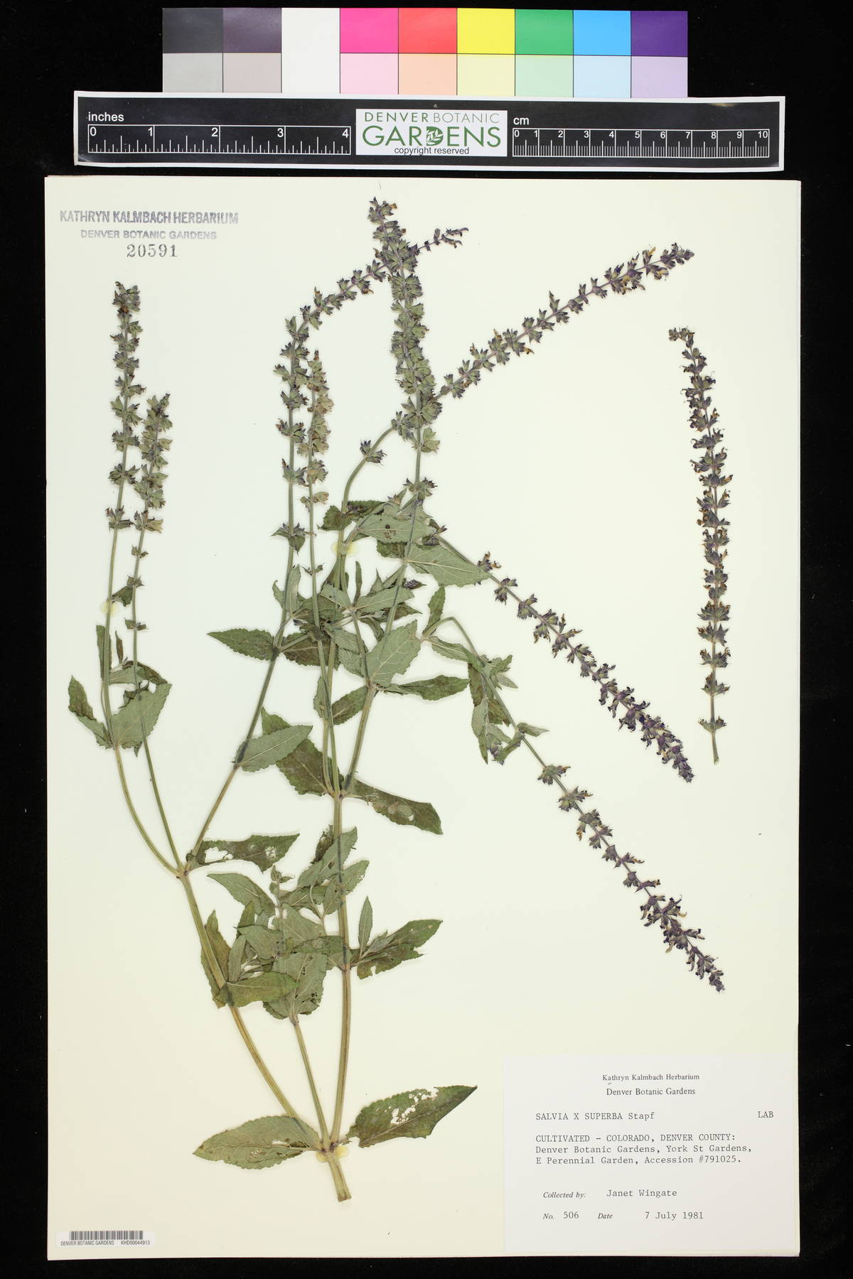 Salvia x superba image
