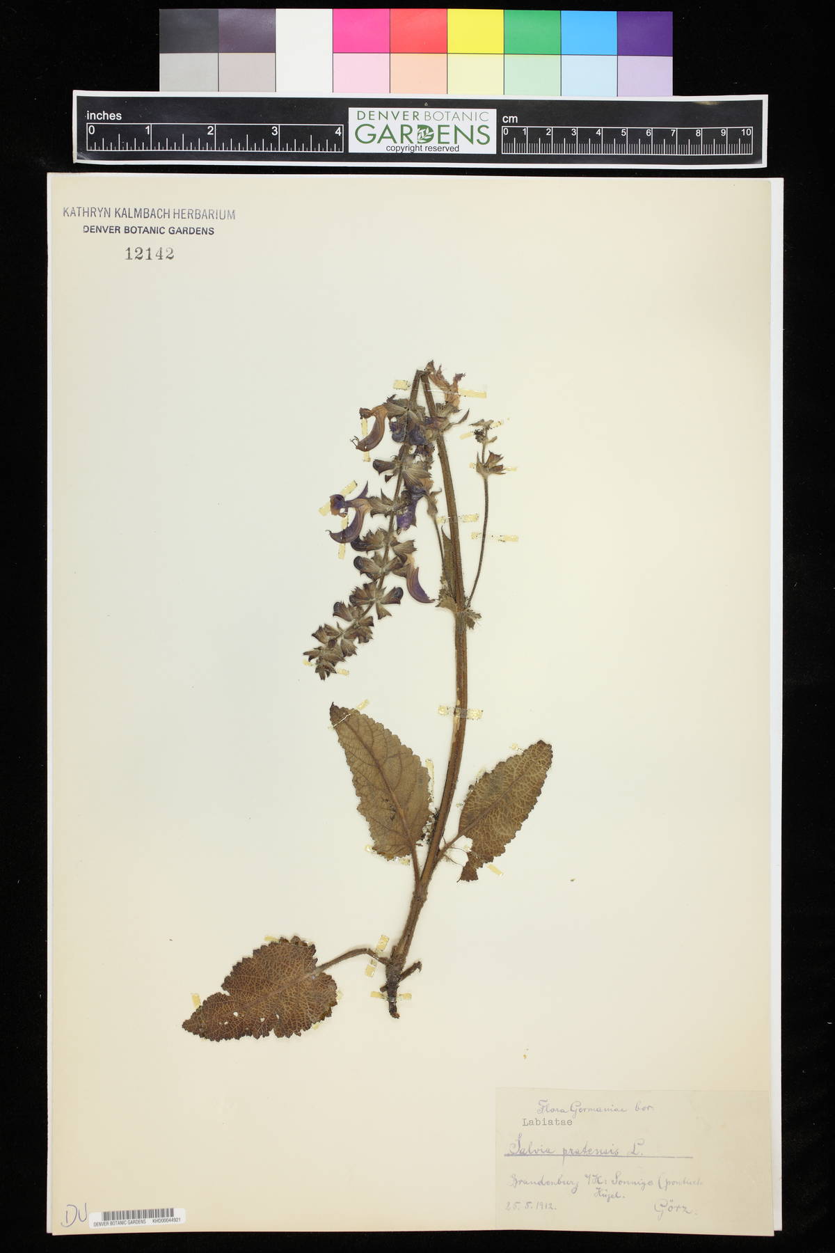 Salvia pratensis image