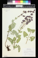 Salvia ringens image