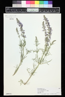 Image of Salvia jurisicii