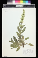 Salvia absconditiflora image