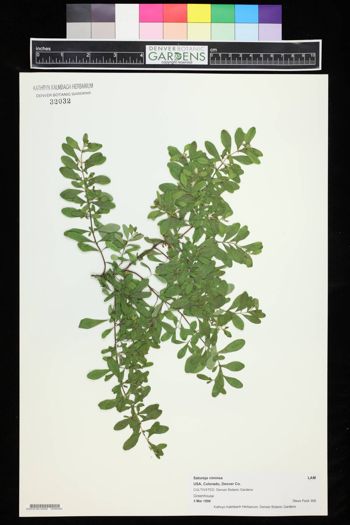 Satureja viminea image