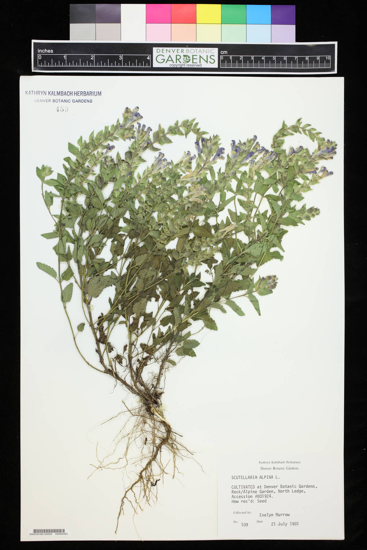 Scutellaria alpina image