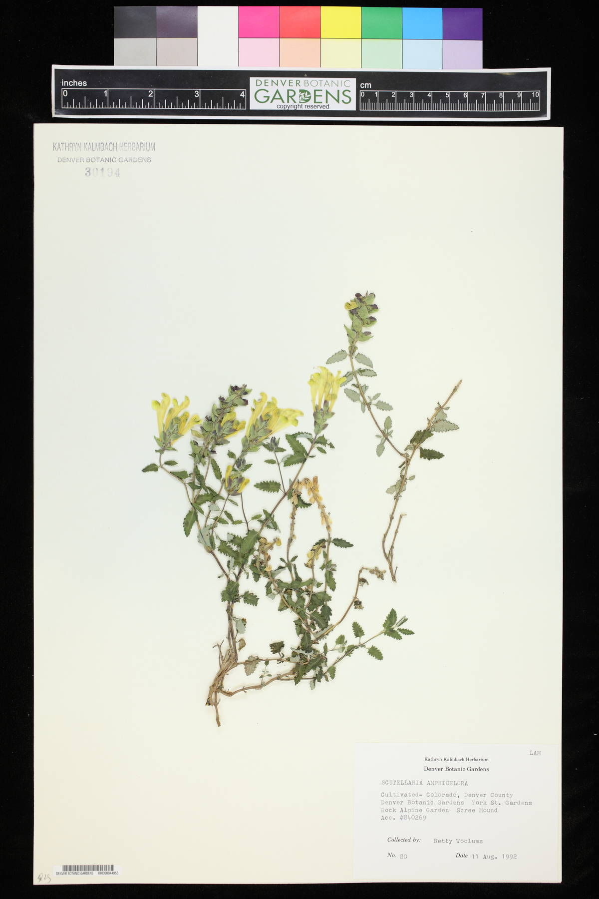 Scutellaria amphichlora image