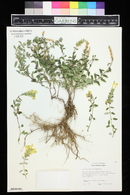 Scutellaria amphichlora image
