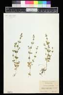 Scutellaria parvula image