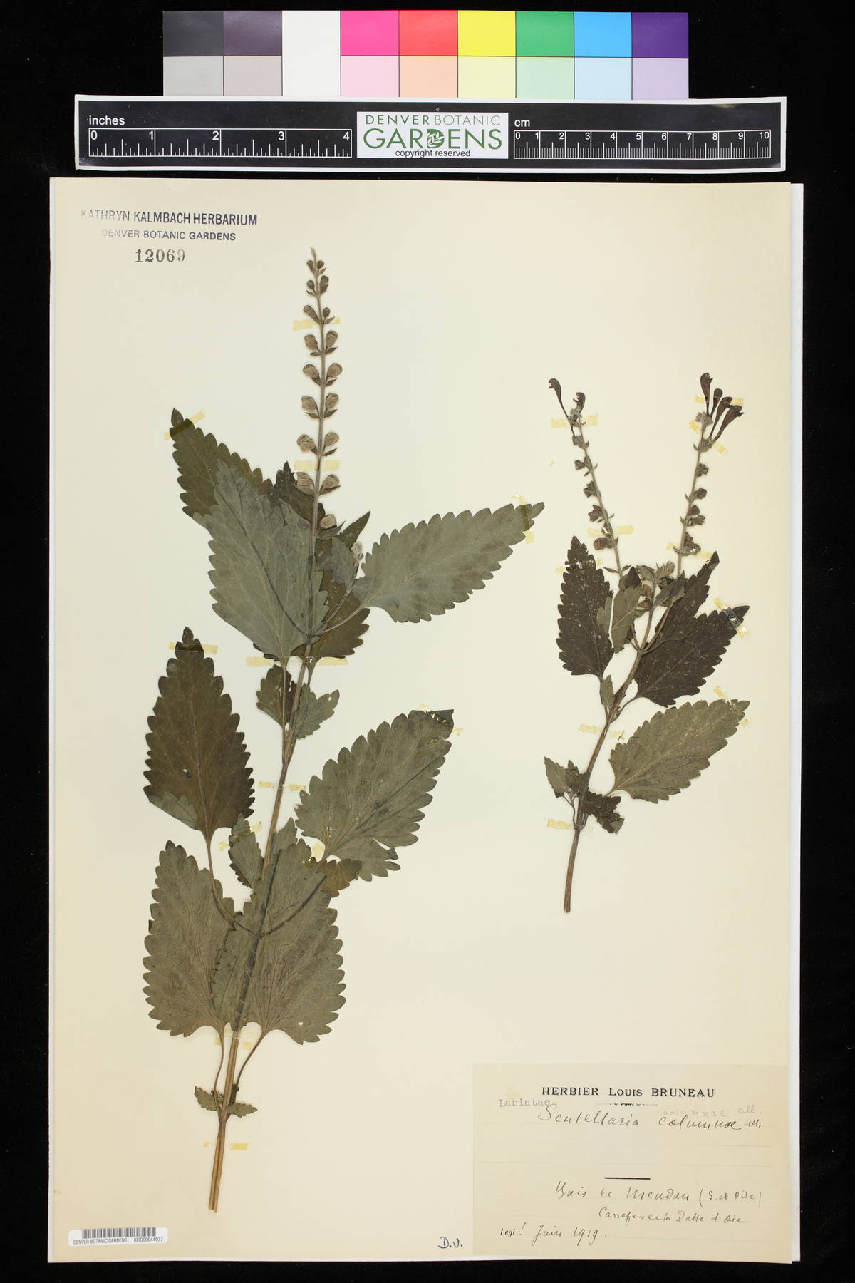 Scutellaria columnae image
