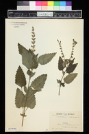 Image of Scutellaria columnae