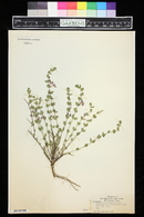 Scutellaria drummondii image