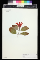 Scutellaria costaricana image