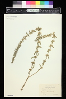 Sideritis montana image