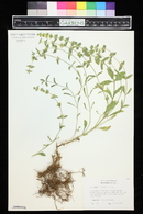 Sideritis hyssopifolia image