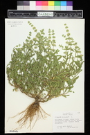 Sideritis hyssopifolia image