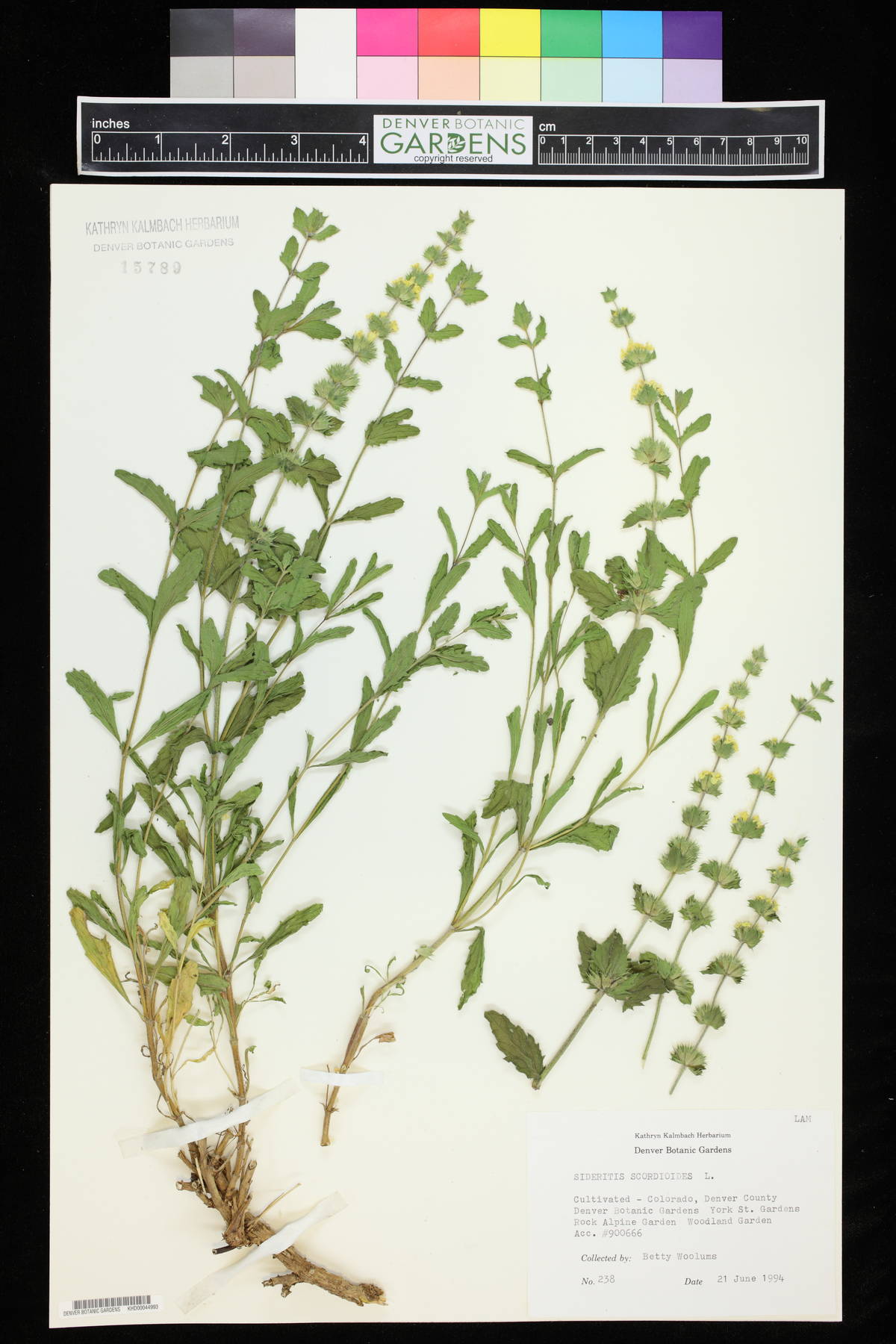 Sideritis hyssopifolia image