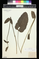 Stachys officinalis image
