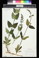 Stachys californica image