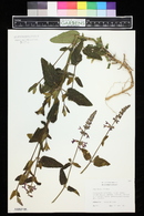 Stachys californica image