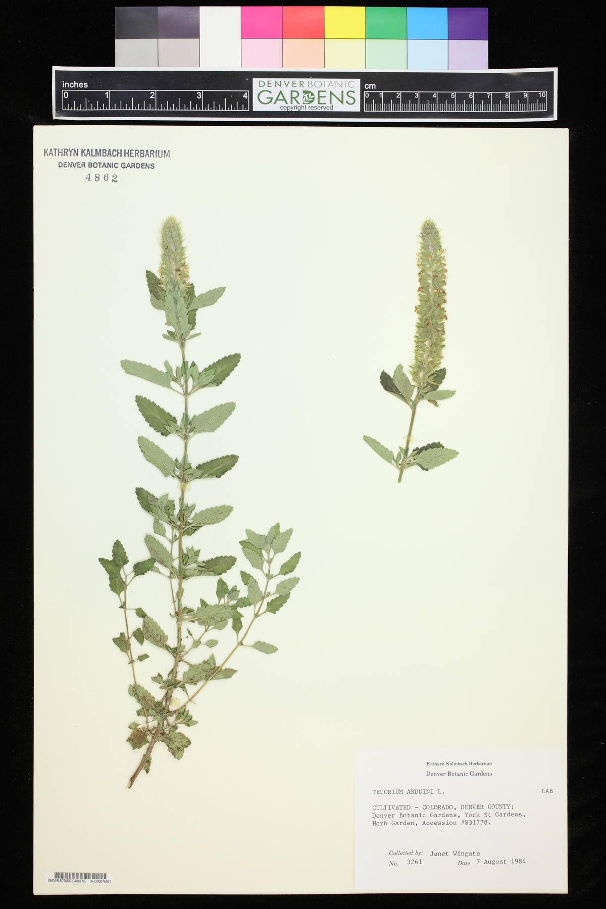 Teucrium arduini image