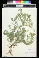 Teucrium cossonii image